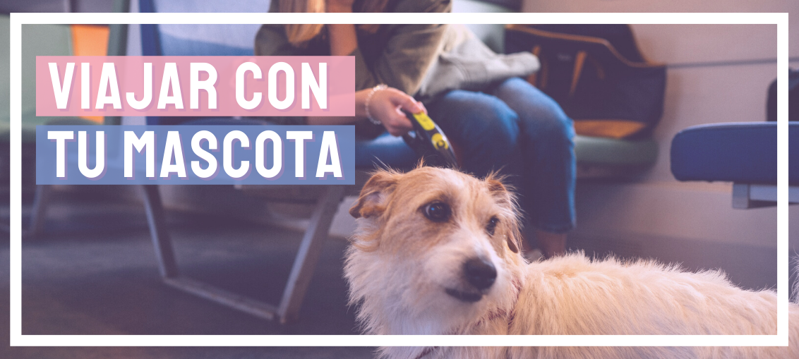Viajar con tu mascota